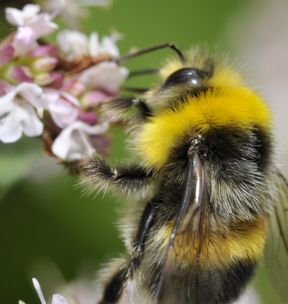 Fluffy Bumble Bee | carolineCCB | Flickr