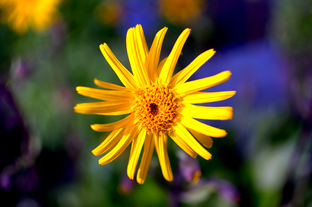 Yellow flower | Christian Wærsten | Flickr