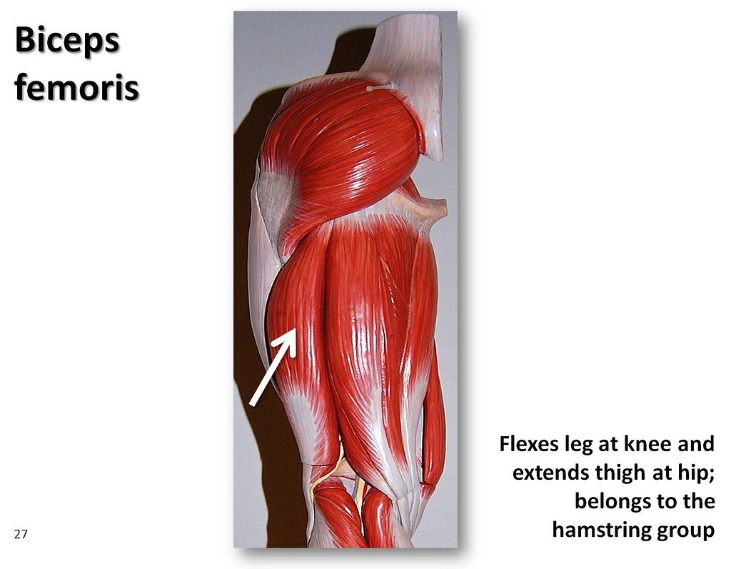 Biceps femoris - Muscles of the Lower Extremity Anatomy Vi… | Flickr
