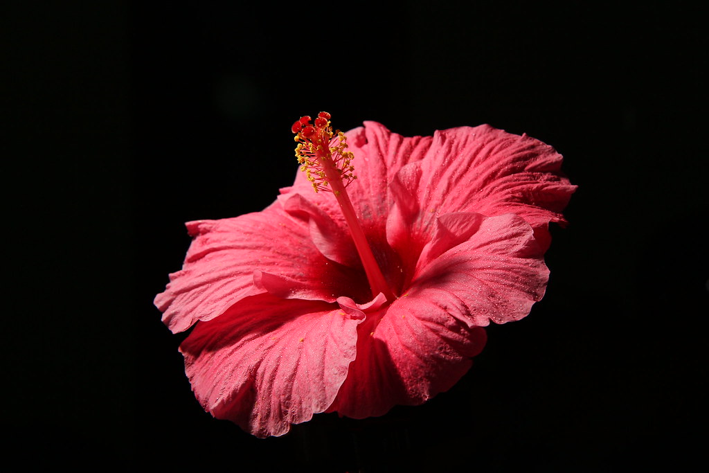 bunga raya | Bunga raya ialah bunga kebangsaan Malaysia. Sel… | Flickr