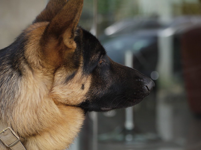 The Dogs German Shepherd | Flickr - Photo Sharing!