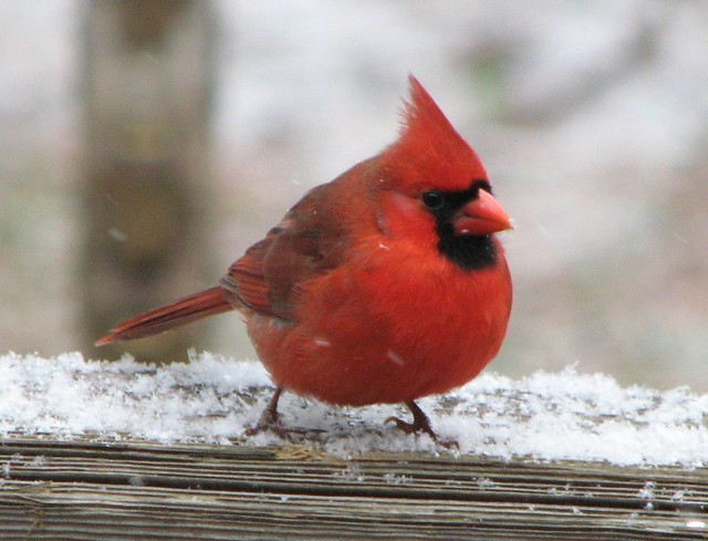 Fat Cardinal 5