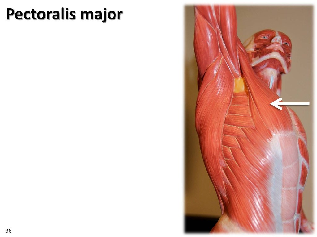 Pectoralis major, dyanmic pose - Muscles of the Upper Extr… | Flickr