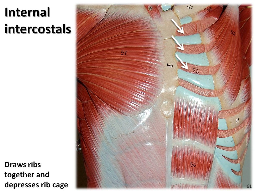Internal intercostals - Muscles of the Upper Extremity Vis… | Flickr