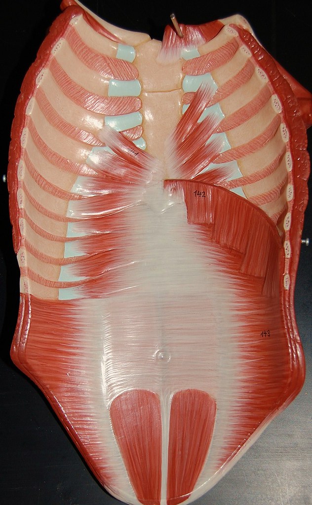 Muscles of the thorax and abdomen | Rob Swatski | Flickr