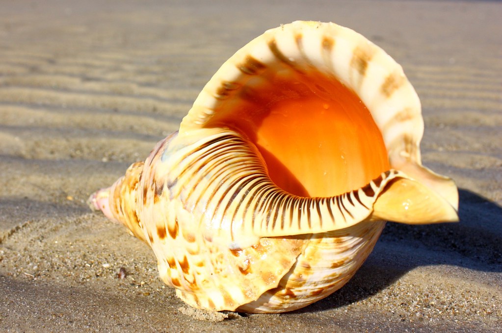 large-shell-australia-large-shell-australia-flickr