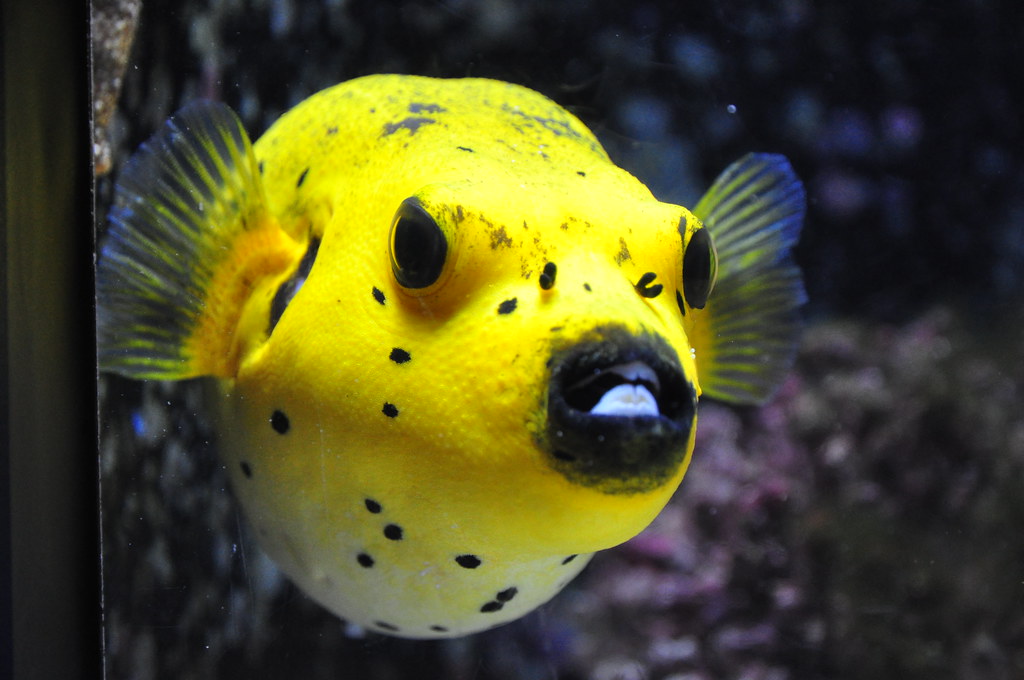 Yellow Pufferfish, Churaumi Aquarium | Tetraodontidae is a f… | Flickr