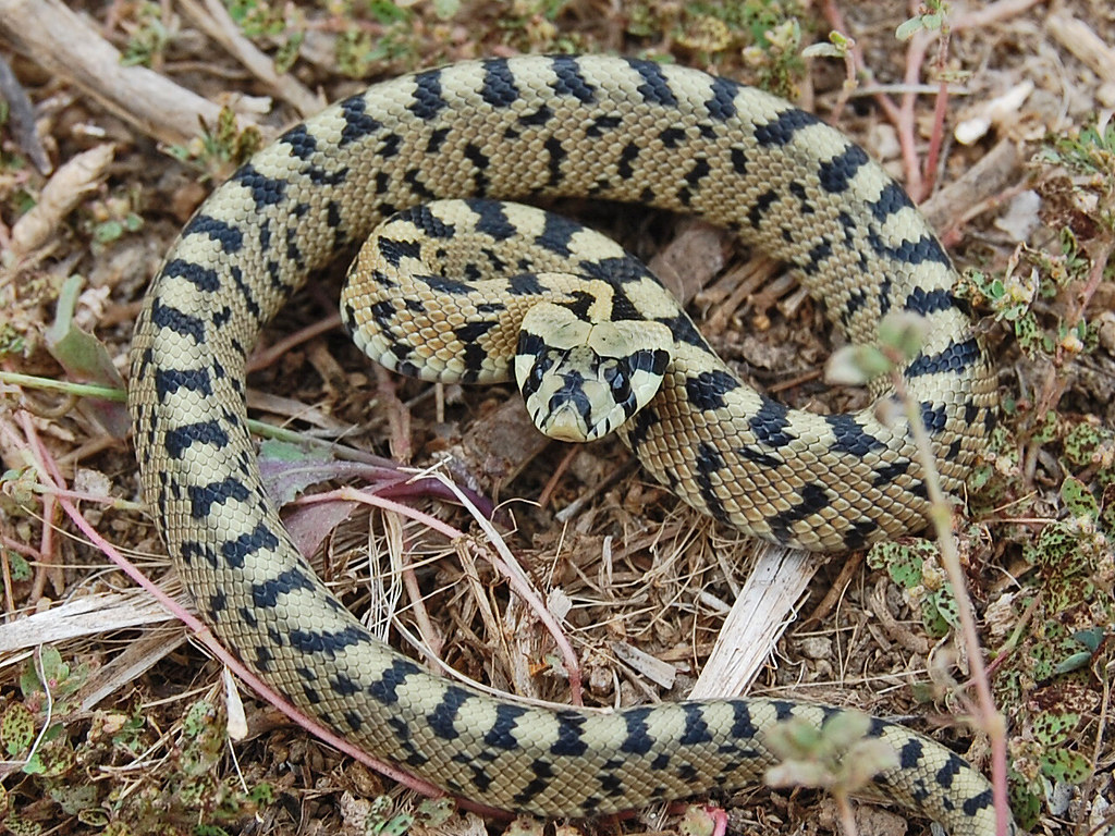 Ladder Snake (Rhinechis Scalaris) | Photographed In Malaga P… | Flickr