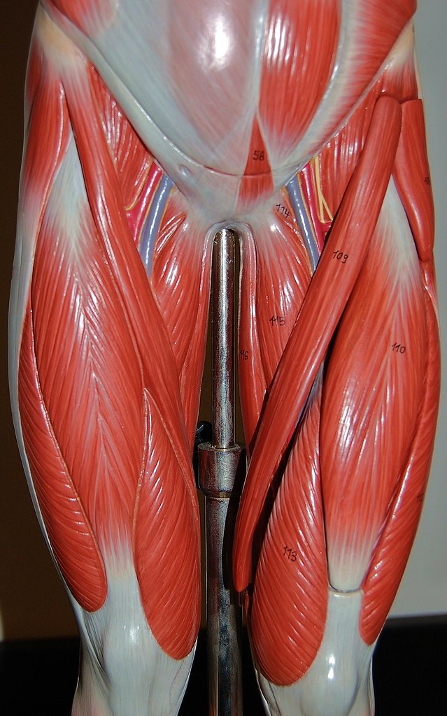Muscles of the upper legs, anterior view | Rob Swatski | Flickr