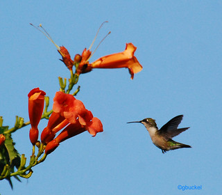 hummingbird at my trumpet vine | gerrybuckel | Flickr