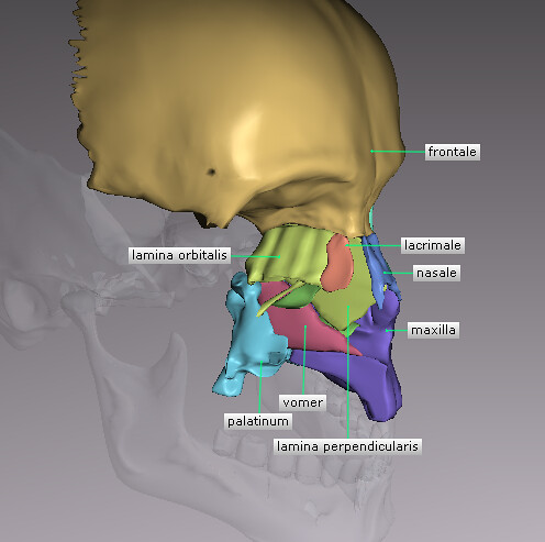 Vomer Bone | created in AnatomyLab III by Next Dimension Ima… | Flickr