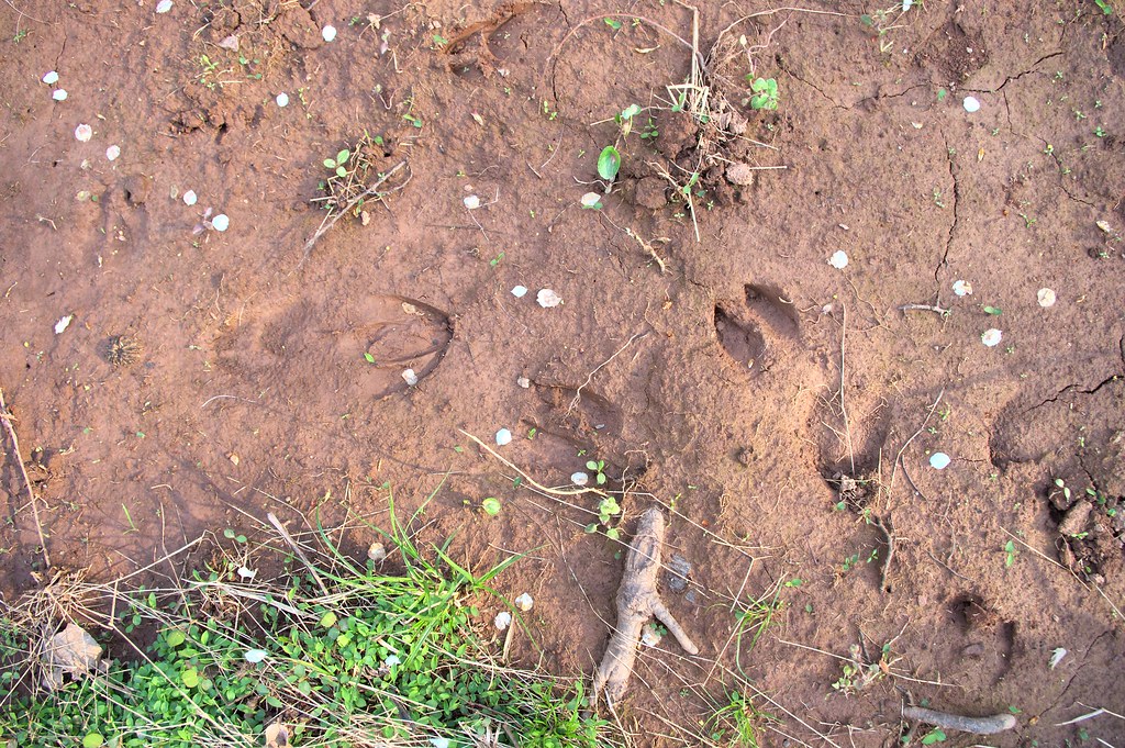 Animal Crossing Animal tracks in mud. plantsforpermaculture Flickr