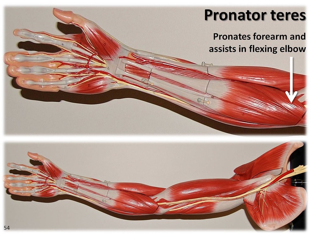 Pronator teres - Muscles of the Upper Extremity Visual Atl… | Flickr