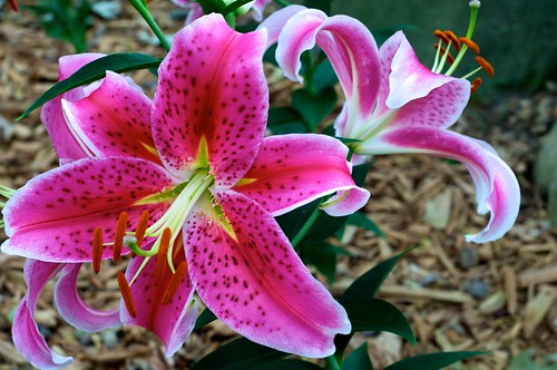 Tiger Lilies | Just opened yesterday Daily Shoot assignment:… | Flickr