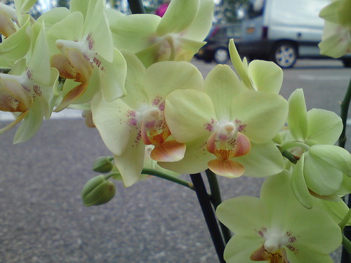 Phalaenopsis Multiflora NoID orchid, lime yellow with orange lips