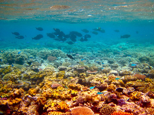 The Great Barrier Reef - 189 | Kyle Taylor | Flickr