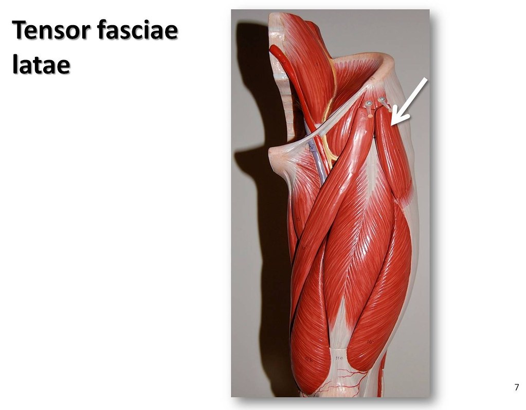 Tensor fasciae latae - Muscles of the Lower Extremity Anat… | Flickr
