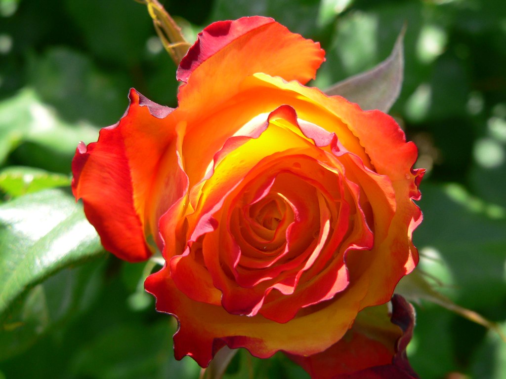 Red Gold Rose - Queenstown, South Island, New Zealand | Flickr