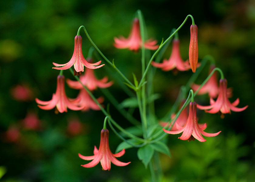 Lilium canadense, Canada Lily, Cranberry Glades Wilderness… | Flickr