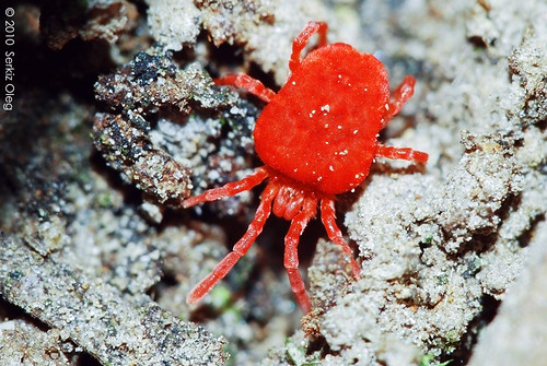 Red Velvet Mite (Trombiculidae) | It is one of kinds of Trom… | Flickr