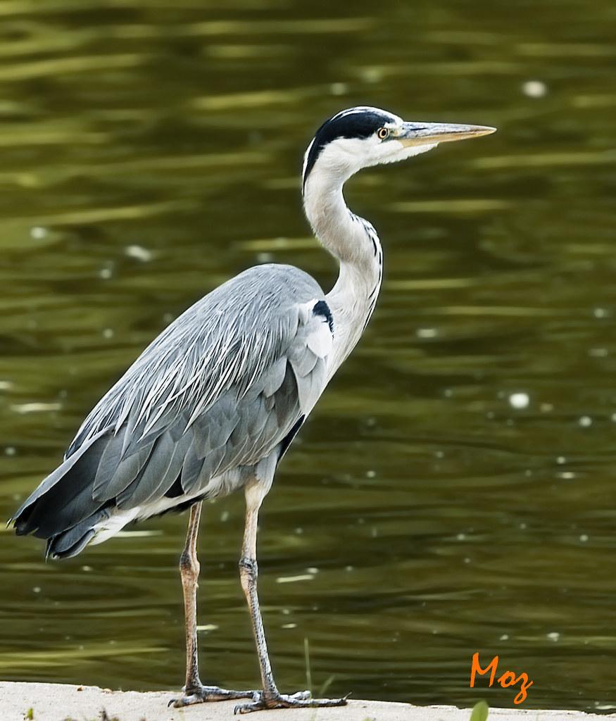 Albums 98+ Images large grey bird with long beak Full HD, 2k, 4k