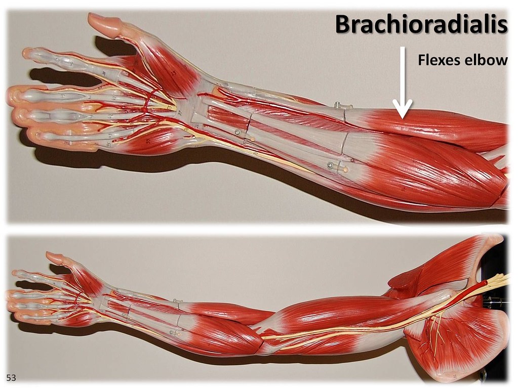 Brachioradialis - Muscles of the Upper Extremity Visual At… | Flickr