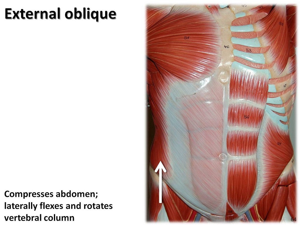 External oblique - Muscles of the Upper Extremity Visual A… | Flickr
