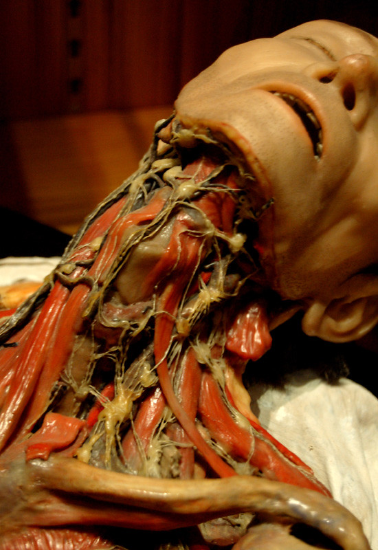 Lymphatic system | 19th-century wax anatomical model showing… | Flickr