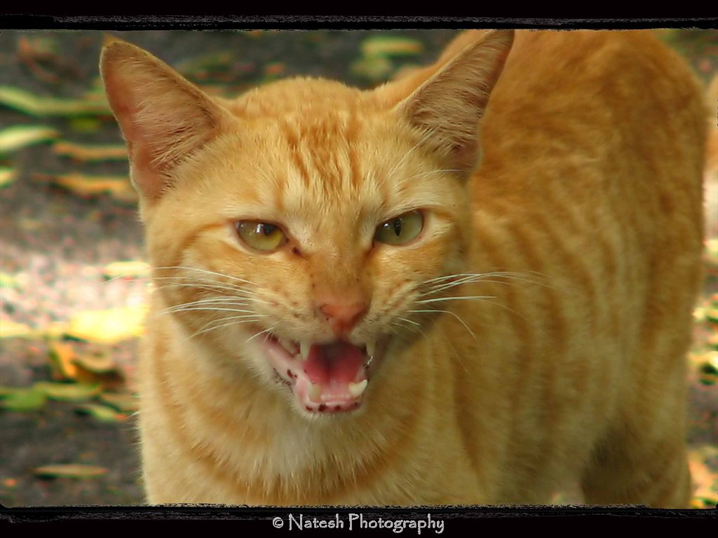 Angry Cat | Natesh Ramasamy | Flickr