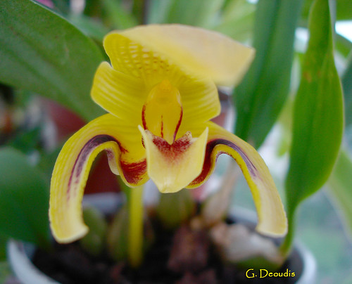 Bulbophyllum dearei, inflorescence