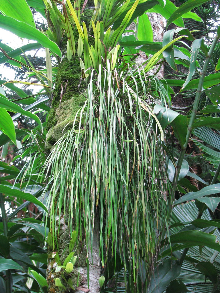 Tape fern - Vittaria elongata, with Pyrrosia longifolia ab… | Flickr