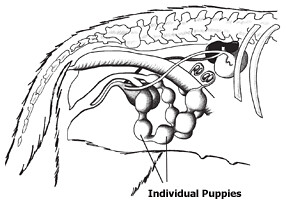 Canine Uterus with Puppies | Puppies develop in their indivi… | Flickr