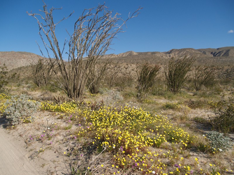 Desert Wildflowers and tall Ocotillo plants