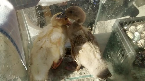 ducklings June 17