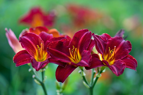 A trio of Daylilies | I'm always attracted to red and 3 is m… | Flickr