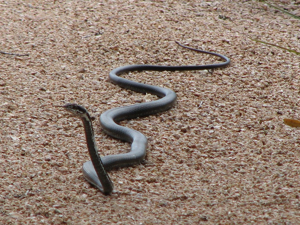 Central Texas Whipsnake (Masticophus taeniatus girardi) at… | Flickr