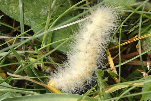 Yellow woolly bear caterpillar