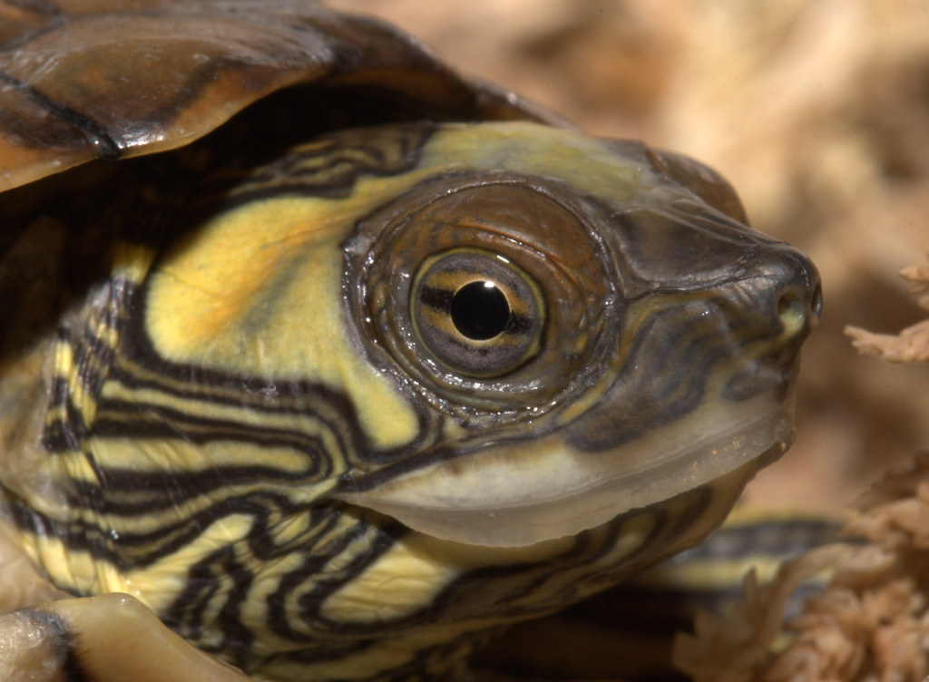Pearl River map turtle | Graptemys pearlensis, Tennessee Aqu… | Flickr