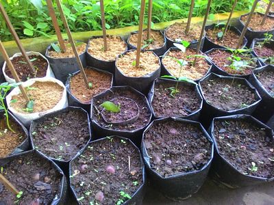 20170626_lenggong_seedlings