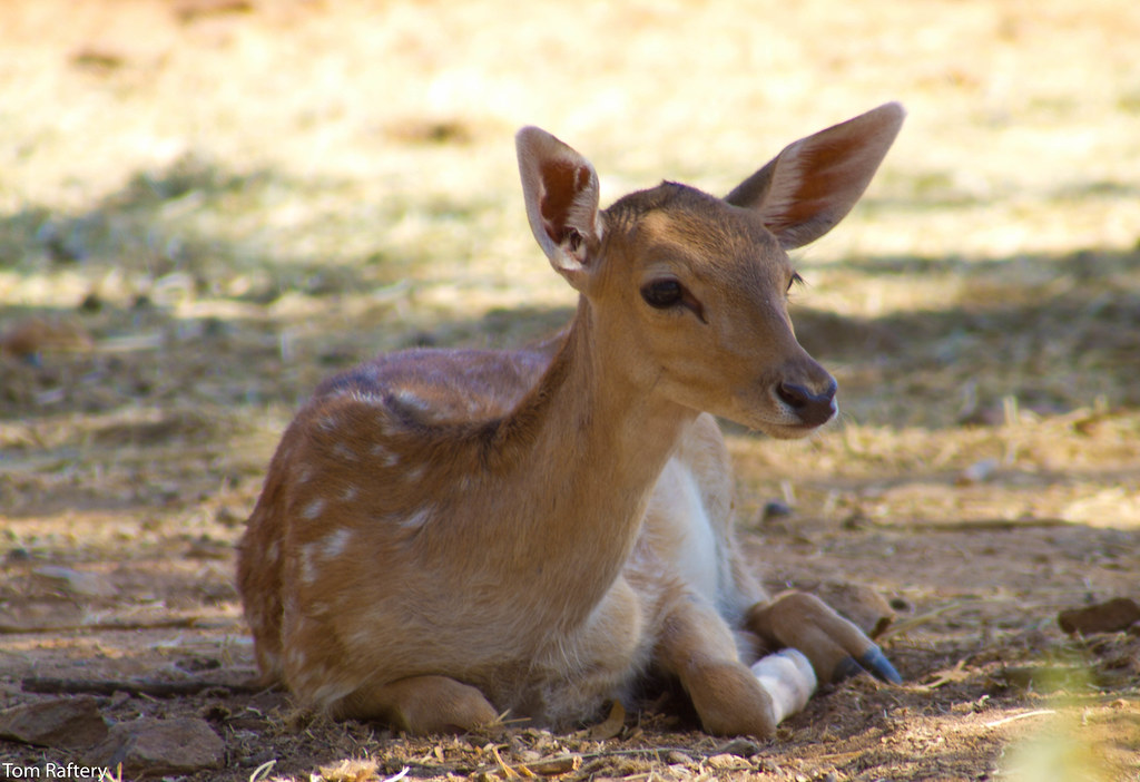 Baby Springbok | Saw this gorgeous baby Springbok in La Rese… | Flickr