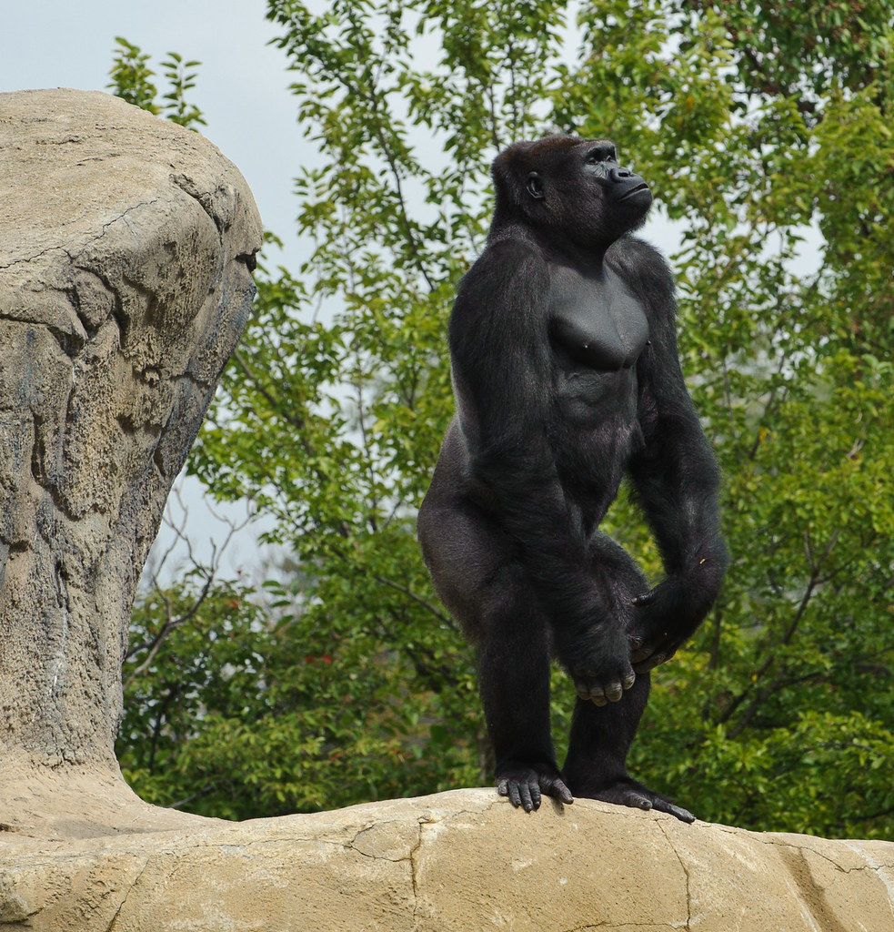 Silverback Gorilla  Detroit Zoo 3 My jaw dropped when 