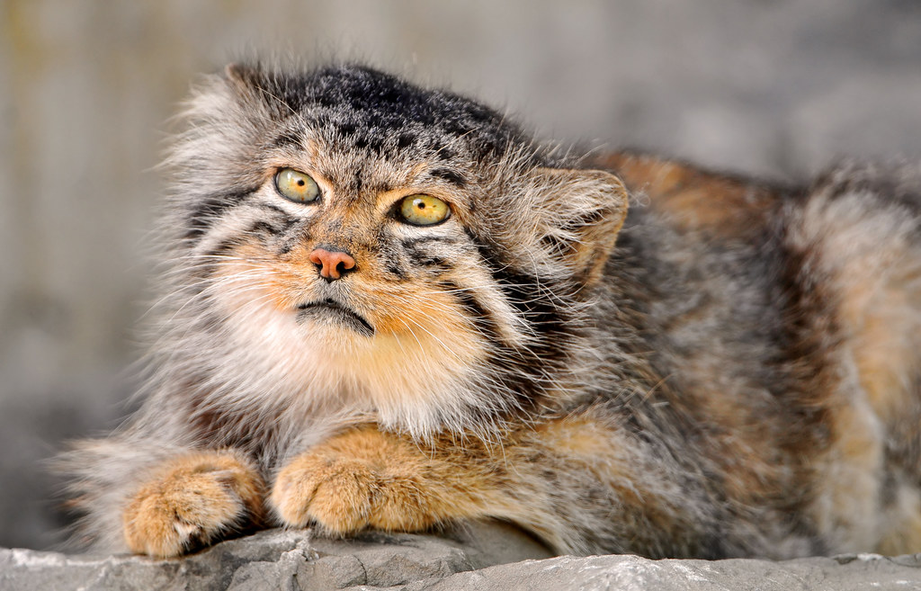 Lying pallas cat The male Pallas cat of the zoo of Zürich,… Flickr