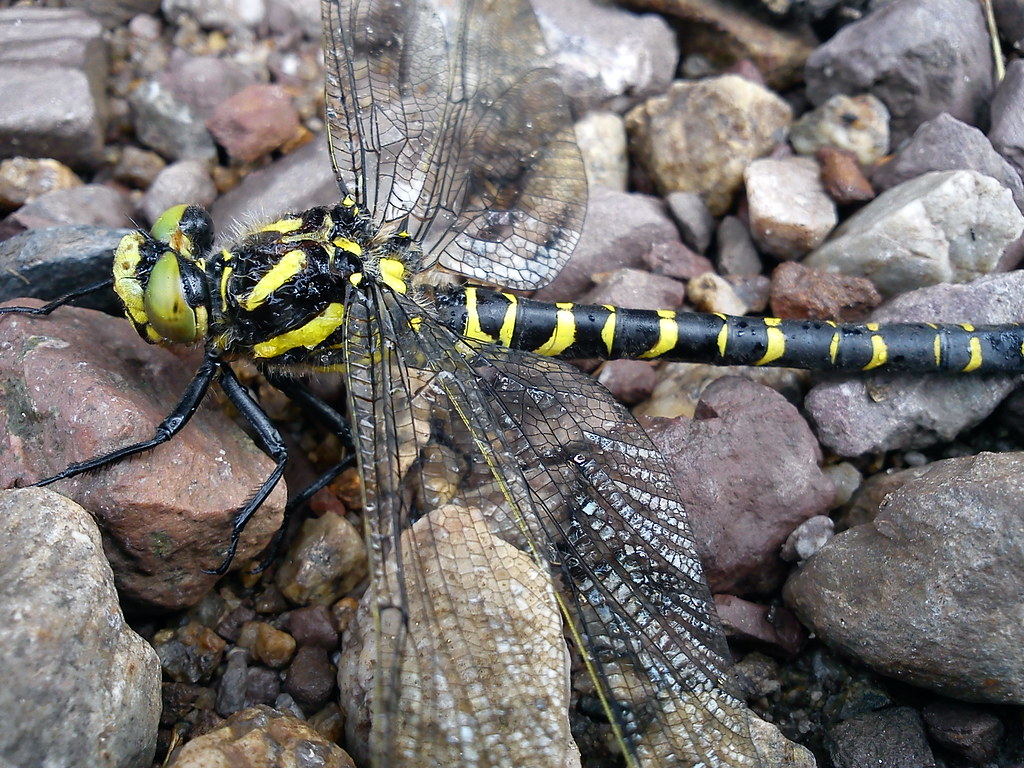 coolest-dragonfly-ever-this-is-the-biggest-dragonfly-i-h-flickr