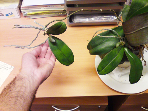 Φαλαινόψις Phalaenopsis κεικι keiki