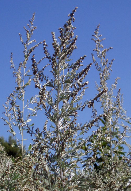 Artemisia arborescens 5058792131_d49f3b59cd_o