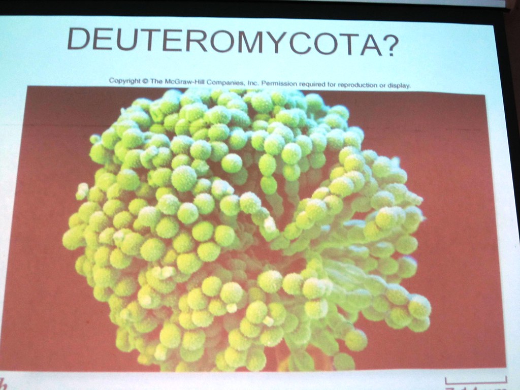 Deuteromycota (No sexual reproduction) | . | Jess Pres | Flickr