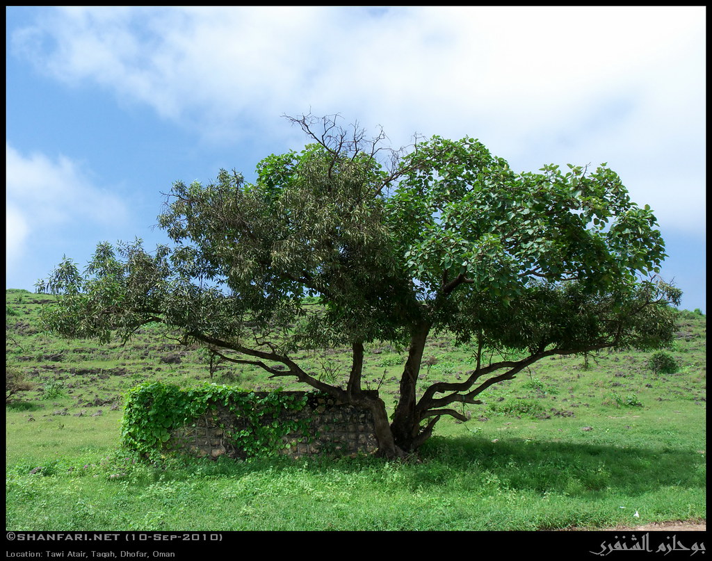 2 In 1 Fig Trees In Tawi Atair Taqah Dhofar English Vas Flickr