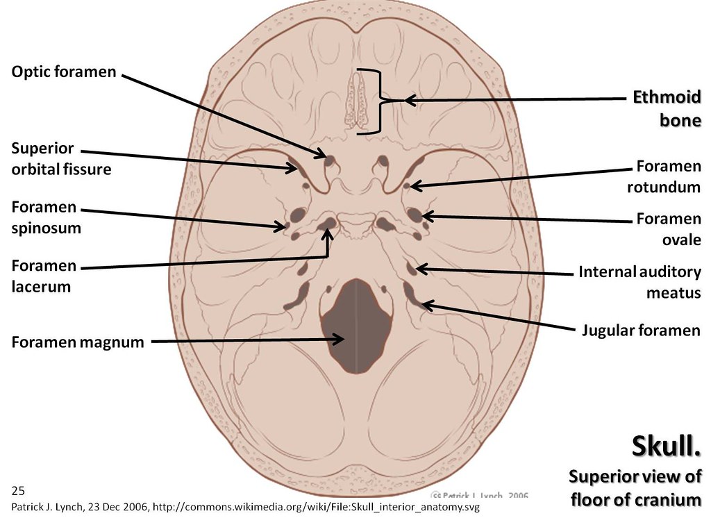Skull diagram, superior view of floor of cranium with labe… | Flickr