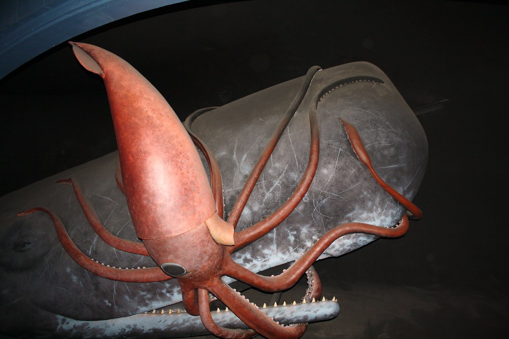 sperm-whale-vs-giant-squid-diorama-in-milstein-hall-of-oc-flickr