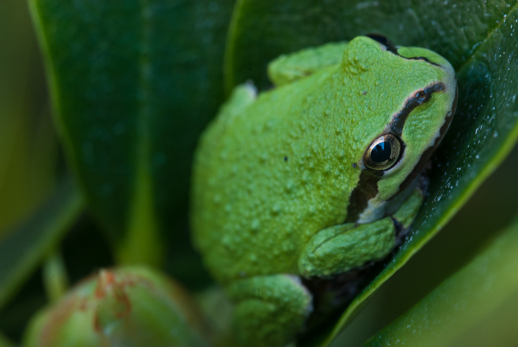 Western_Chorus_Tree_Frog | Frog in the bushes in front ...